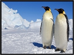 Pingwiny, Lód, Śnieg, Dwa